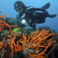 Diver exploring vibrant coral reef