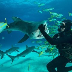 Diver greeting a passel of sharks in the serene underwater world