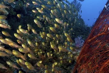 Scuba diver and cardinalfish.